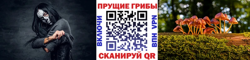 Псилоцибиновые грибы Psilocybe дарнет шоп Элиста