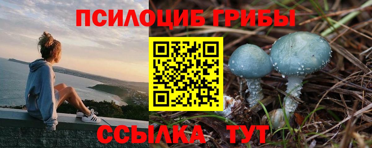 Элиста  сколько стоит  Галлюциногенные грибы GOLDEN TEACHER  Вход с VPN  Галлюциногенные грибы прущие грибы 